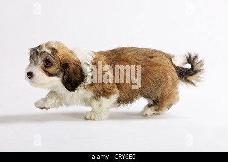 Le Bichon havanais Canis lupus familiaris Banque D'Images