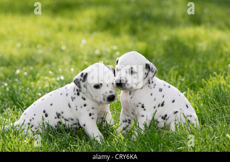 Canis lupus familiaris dalmate Banque D'Images