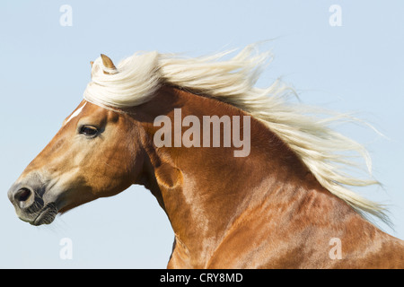 Portrait Cheval Haflinger stallion Amigo Banque D'Images