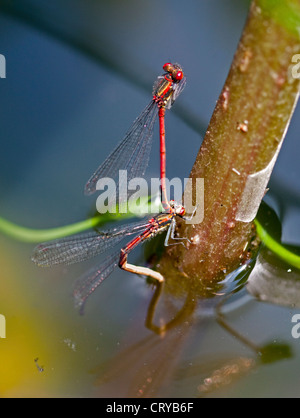 Grandes demoiselles pyrrhosoma nymphula (rouge) l'accouplement à l'étang de jardin, Hampshire, Angleterre Banque D'Images