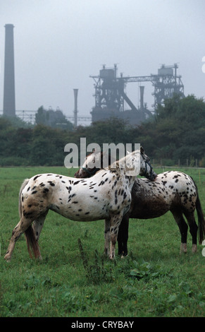 Duisburg, chevaux sur le parc paysager Duisburg Nord Banque D'Images