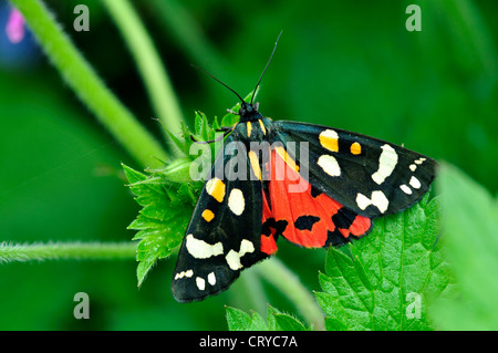 Callimorpha dominula scarlet Tiger Moth Banque D'Images