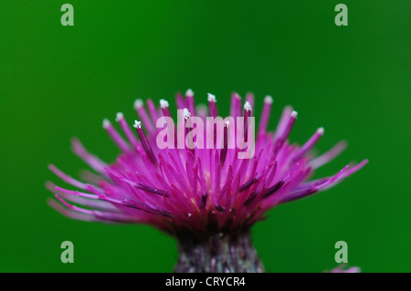 Marsh thistle Cirsium palustre Banque D'Images