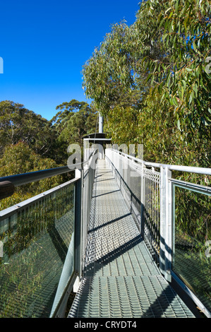 Illawarra Fly Tree Top Walk, près de Wollongong, New South Wales, Australie Banque D'Images