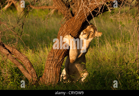 Une lionne ses griffes d'affûtage sur la tige d'un arbre dans une lumière chaude Banque D'Images