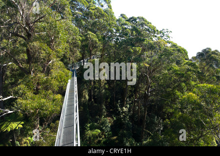 Illawarra Fly Tree Top Walk, près de Wollongong, New South Wales, Australie Banque D'Images