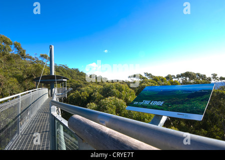 Illawarra Fly Tree Top Walk, près de Wollongong, New South Wales, Australie Banque D'Images