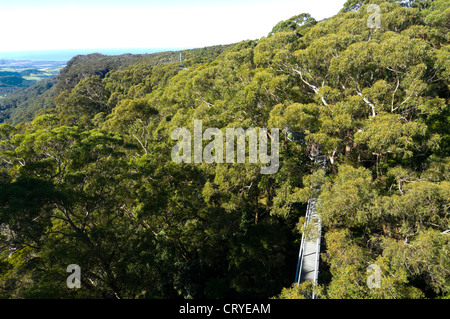 Illawarra Fly Tree Top Walk, près de Wollongong, New South Wales, Australie Banque D'Images