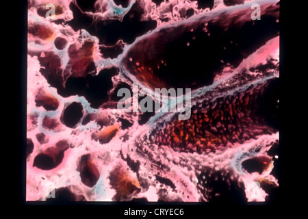 Alvéole pulmonaire, SEM Banque D'Images