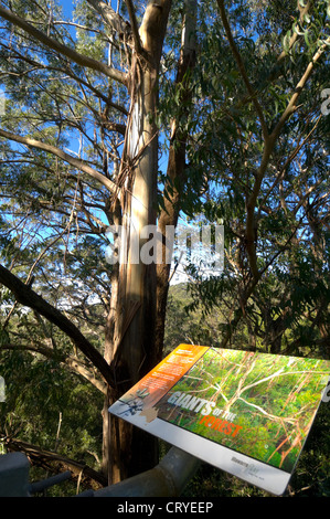 Illawarra Fly Tree Top Walk, près de Wollongong, New South Wales, Australie Banque D'Images