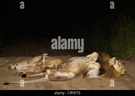 Lion mâle se détendre, posé à plat sur le dos, jambes en l'air Banque D'Images