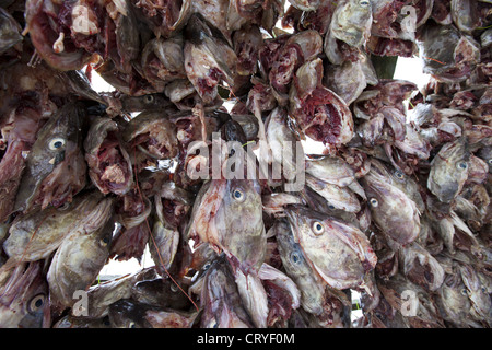 La morue Stockfish séchant sur racks traditionnels, hjell, dans le cercle arctique sur l'île d'Ringvassoya à Tromso, Norvège du Nord Banque D'Images