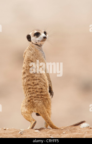 Meerkat permanent donne sur son épaule (Suricata suricatta) Banque D'Images