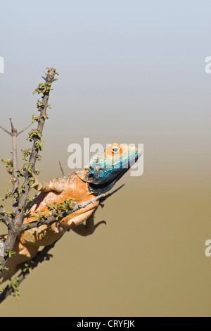 Agama dans l'élevage de masse des couleurs dans les buissons (Agama aculeata) Banque D'Images