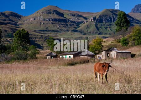 Une vache près de huttes rural intégré dans le Drakensberg Banque D'Images