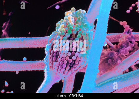 ASPERGILLUS FLAVUS Banque D'Images