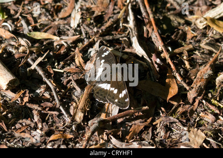 Papillon brun avec des taches blanches sur le sol forestier brunâtre Banque D'Images