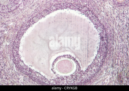 OVAIRE, HISTOLOGIE Banque D'Images