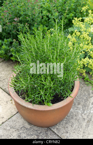 Grand pot de romarin sur un patio avec jardin Banque D'Images