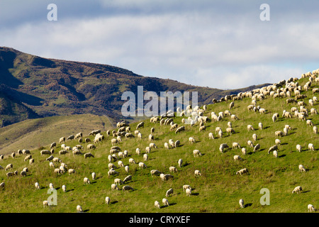 Une colline pleine de moutons, île du sud de la Nouvelle-Zélande Banque D'Images