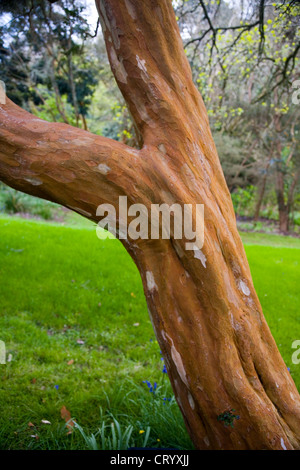 L'écorce caractéristique de la luma apiculata, myrte Myrtaceae Banque D'Images