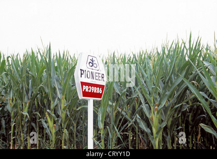 Champ de maïs avec des signes de différentes variétés et races Banque D'Images