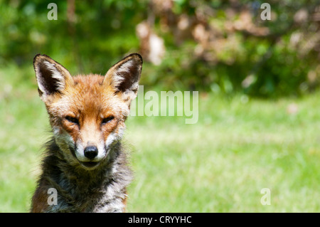 Un renard dans un jardin du sud de Londres. Banque D'Images