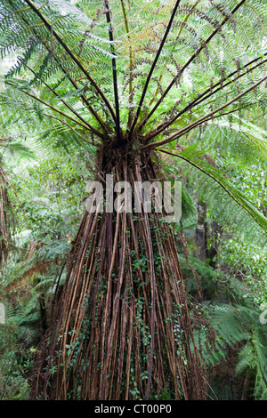 Forêt pluviale tempérée vierge autour du Gouffre, Fiordland, île du sud de la Nouvelle-Zélande 11 Banque D'Images