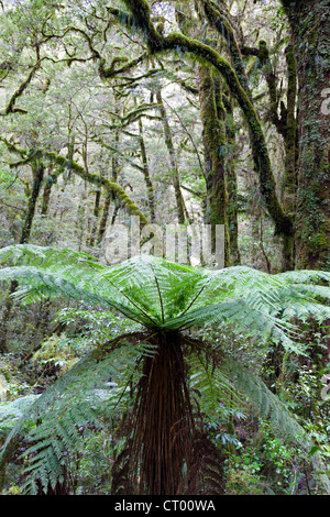 Forêt pluviale tempérée vierge autour du Gouffre, Fiordland, île du sud de la Nouvelle-Zélande 10 Banque D'Images