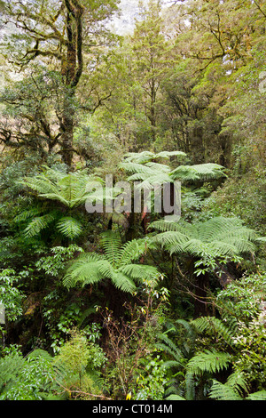 Forêt pluviale tempérée vierge autour du Gouffre, Fiordland, île du sud de la Nouvelle-Zélande 8 Banque D'Images