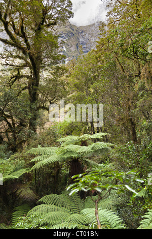 Forêt pluviale tempérée vierge autour du Gouffre, Fiordland, île du sud de la Nouvelle-Zélande 6 Banque D'Images
