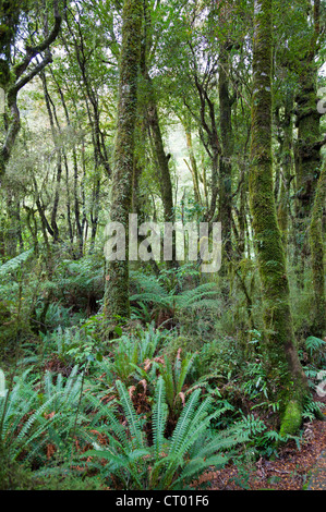 Forêt pluviale tempérée vierge autour du Gouffre, Fiordland, île du sud de la Nouvelle-Zélande 5 Banque D'Images
