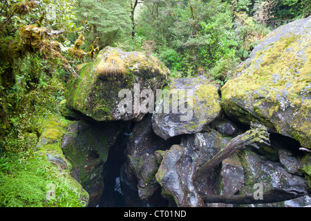 Forêt pluviale tempérée vierge autour du Gouffre, Fiordland, île du sud de Nouvelle-zélande 3 Banque D'Images
