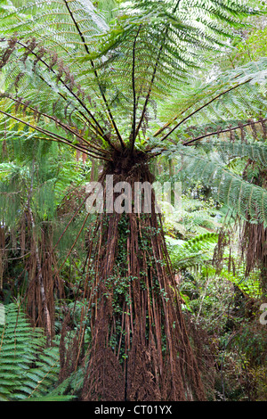 Forêt pluviale tempérée vierge autour du Gouffre, Fiordland, île du sud de Nouvelle-zélande 1 Banque D'Images
