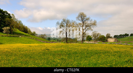 Une renoncule Wensleydale-meadow au début de l'été, Bainbridge, Yorkshire, Angleterre Banque D'Images