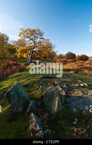 Vieux chênes et fougères d'or en plein automne couleur parmi les affleurements rocheux de Bradgate Park, Charnwood Forest, Leicestershire, Angleterre Banque D'Images