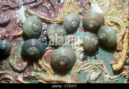 Haut gris shells (Gibbula cineraria :) sous-sous une pierre sur la rive au milieu quand la marée est hors UK Banque D'Images