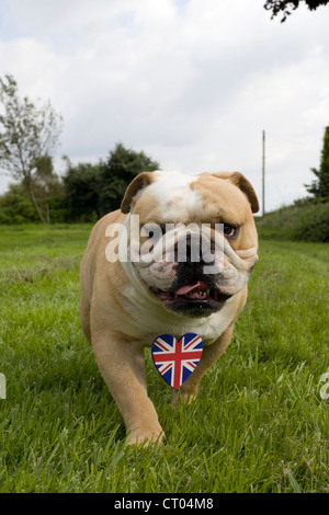 British Bulldog avec un coeur union jack Banque D'Images