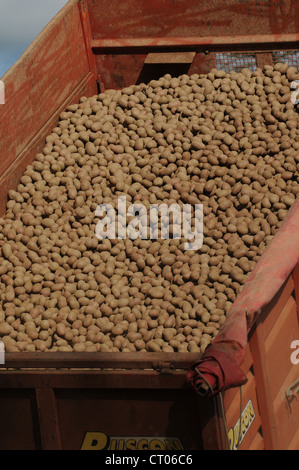 Une charge de la remorque de coq prêts pour la plantation des pommes de terre de semence. Banque D'Images