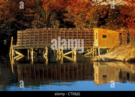 Réglage bas soleil illumine l'automne feuillage et une longue jetée empilée avec des casiers à homard à Camden, ME, USA. Banque D'Images