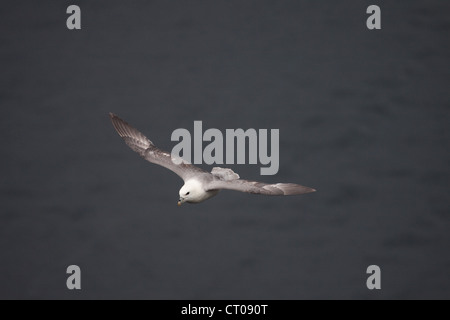 Le Fulmar boréal (Fulmarus glacialis), navigation sur la mer Banque D'Images