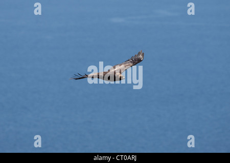 Magnifique Aigle royal Aquila chrysaetos voler au-dessus de la mer en Ecosse Banque D'Images