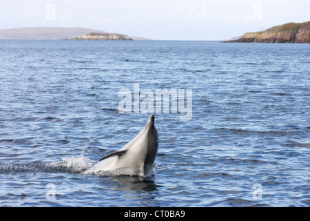 Dauphin commun (Delphinus delphis) sautant, Loch Gairloch, côte ouest de l'Écosse, Scotland, UK Banque D'Images