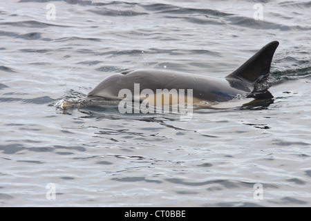 Dauphin commun (Delphinus delphis), le Loch Gairloch, côte ouest de l'Écosse, Scotland, UK Banque D'Images