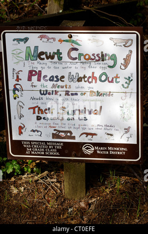 Newt Crossing, Lake Laguintas, Marin County, Californie, États-Unis. Banque D'Images