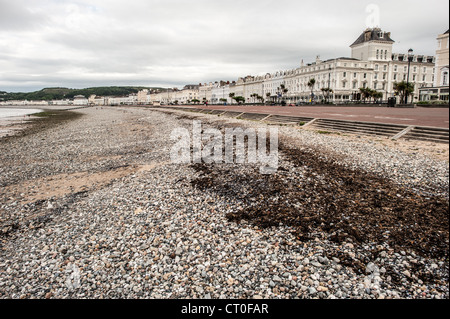 Llandudno Pebble Beach And The Parade Wales | LLANDUDNO, Pays de Galles — Des algues bordent la plage de galets sous The Parade, la promenade de bord de mer victorienne de Llandudno, avec le St George's Hotel ancrant une rangée d'hôtels grandioses le long du front de mer. Llandudno s'est développé sur une péninsule calcaire entre les promontoires de Great Orme et Little Orme et est largement considéré comme l'une des stations balnéaires victoriennes les mieux préservées du Pays de Galles. Banque D'Images