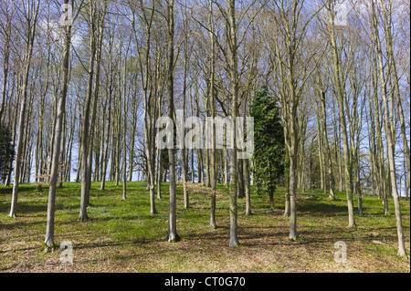 Bosquet de jeunes hêtres, Fagus sylvatica, et de conifères dans le printemps à Swinbrook dans les Cotswolds, Oxfordshire, UK Banque D'Images