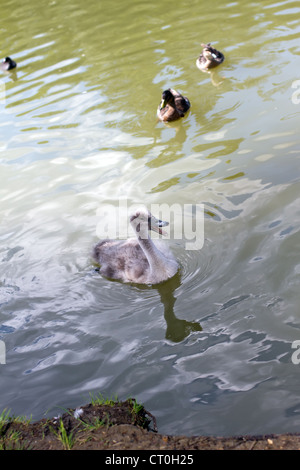 Un jeune sygnet dans un petit lac en Angleterre Banque D'Images