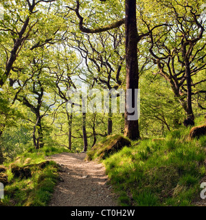 Le chemin à travers d'anciennes Watkin, à Nantgwynant Valley, le parc national de Snowdonia Gwynedd au nord du Pays de Galles au Royaume-Uni, la fin du printemps. Banque D'Images