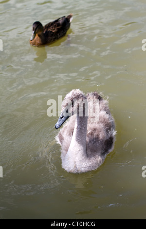 Un jeune sygnet dans un petit lac en Angleterre Banque D'Images